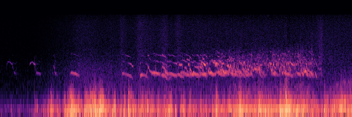 Spectrogram: Solitary Wolf Howl Leading Into Group Howling